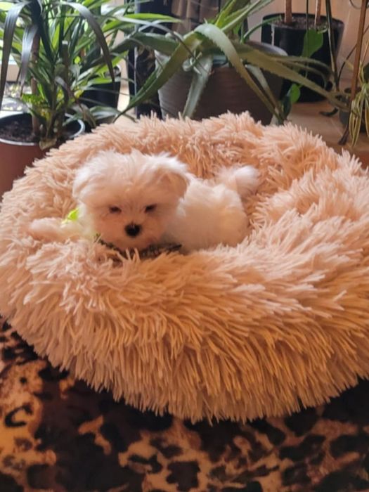 Cudowny maleńki piesek rasy maltanczyk