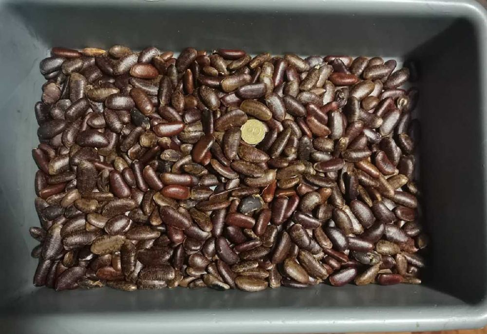 Азиміна Насіння Сіянці обмін