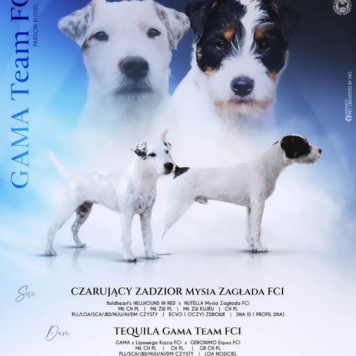 Parson Russell Terrier