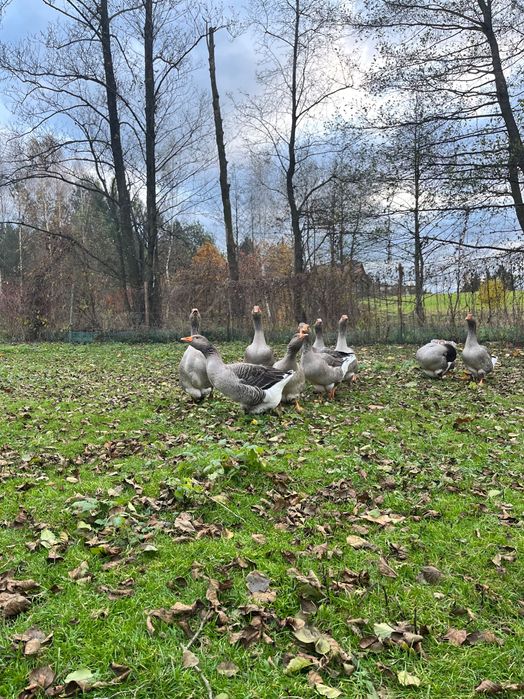 Sprzedam gęsi landes