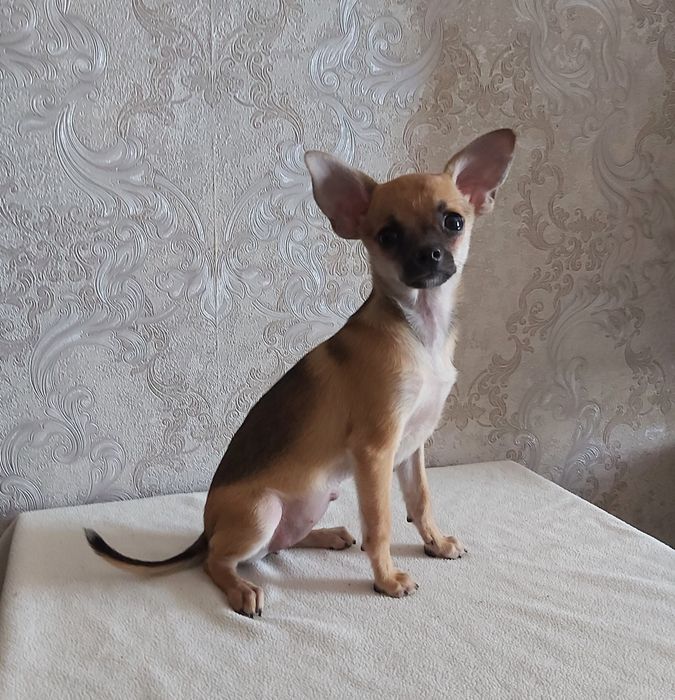 Малышка  той терьер