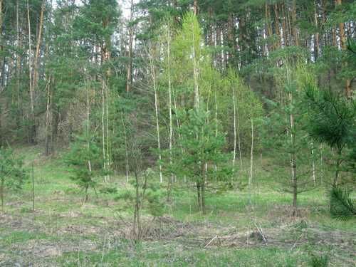 Продаж ділянки біля Десни і лісу 55 км від Києва