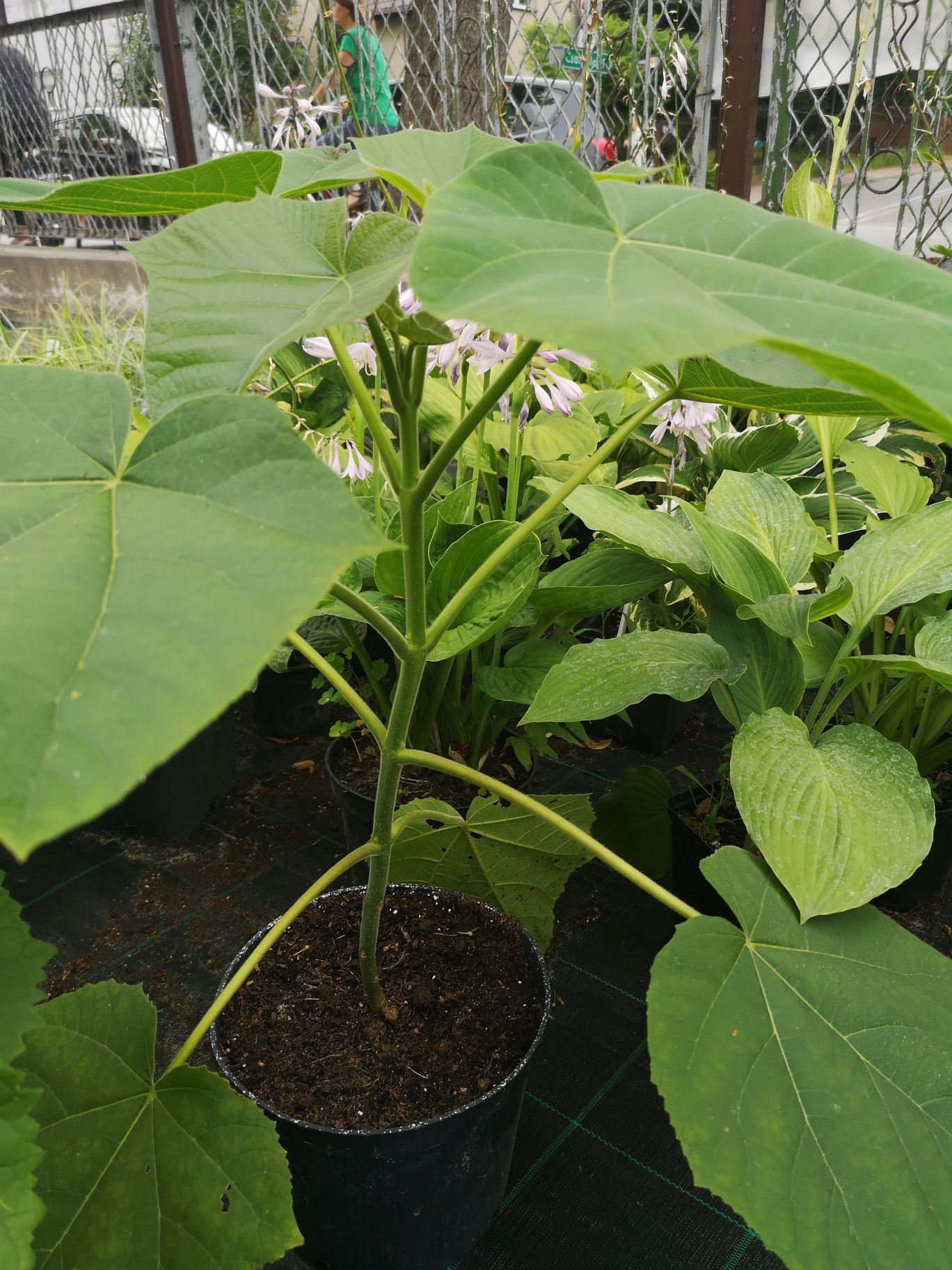 Paulownia drzewa tlenowe