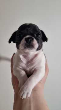 Piękny chłopczyk rasy  Chihuahua.