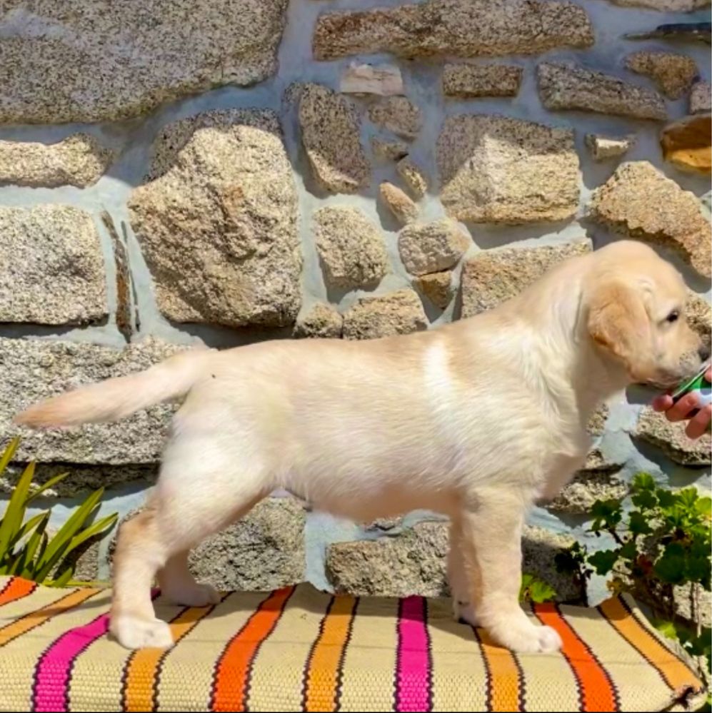 Labradora Retriever descendente de campeão