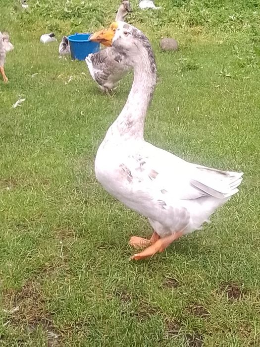 Gęś chołmogory okazjia