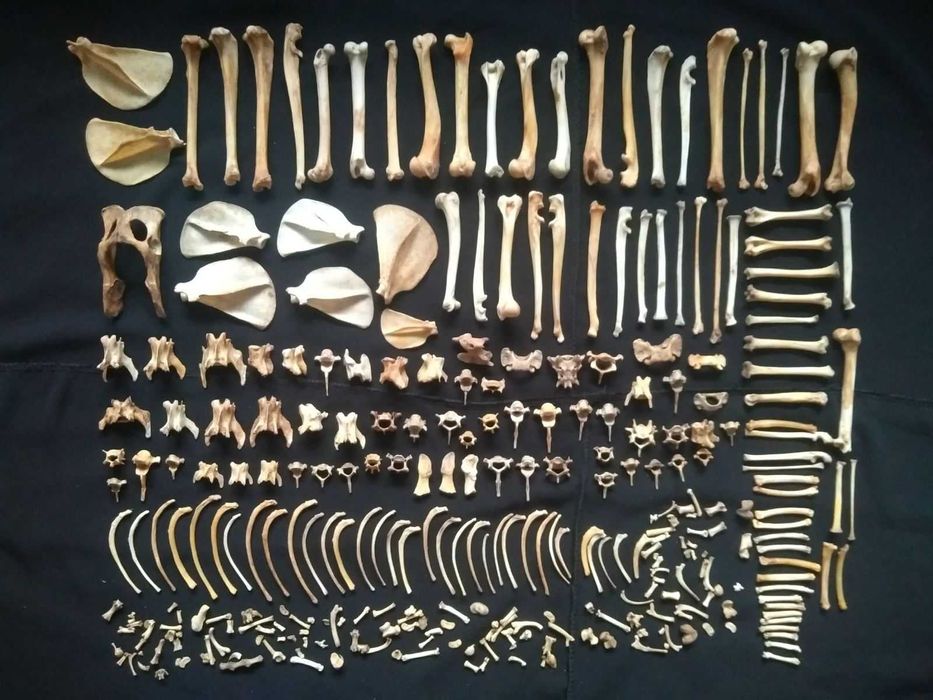 Кости кота. Кістки.  Кіт