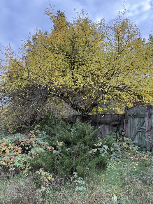 Ділянка в Мошнах біля лісу