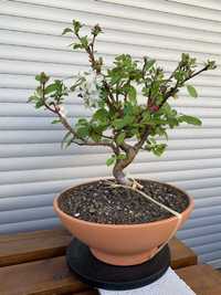 Bonsai Macieira - Malus