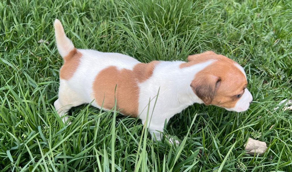 Sprzedam suczkę Jack Russell Terrier