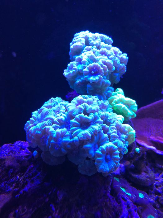 Caulastrea błękitna, koralowce LPS, morskie
