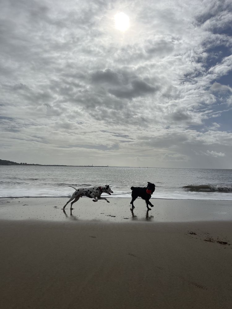 Pet sitting, Estadias e Dog Walking (PREÇOS NA DESCRIÇÃO)