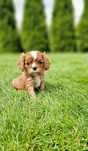Cavalier King Charles Spaniel Ruby rubinowy rudy samiec