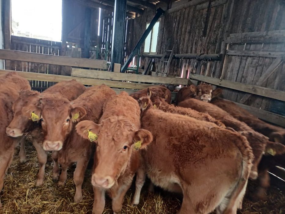 Byki 4szt. LM Odsady, odsadki, byczki