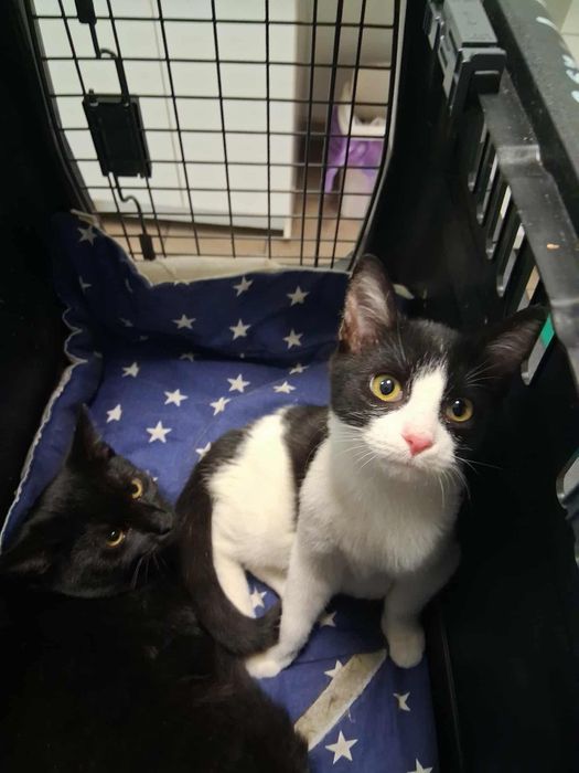 Małe kotki do adopcji