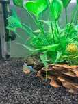 Alevinos de Guppy Leopardo- jovens, saudáveis e ótimo para iniciantes