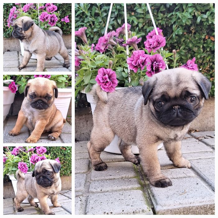 Бронювання пухнастиків