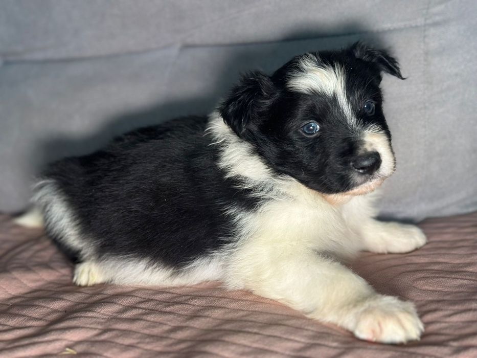 Piesek Border Collie czarno biały