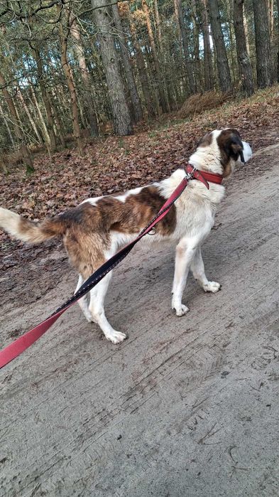 Balto - mieszaniec bernardyna ze świetnym charakterem