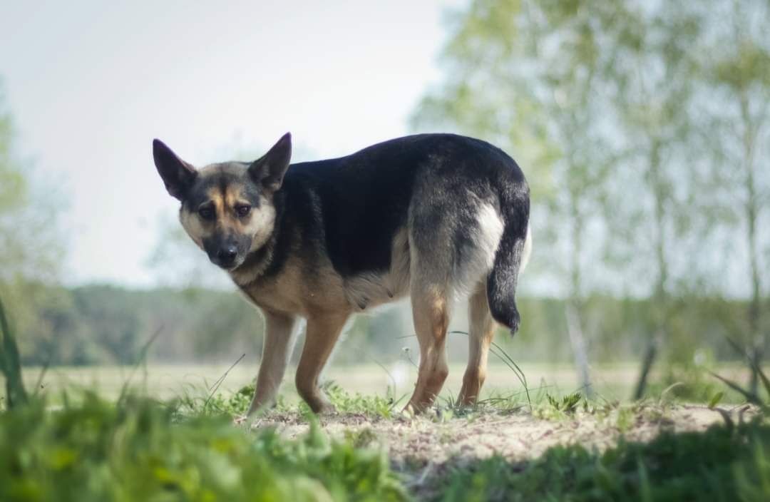 Kochana Fizia szuka dobrego domu!