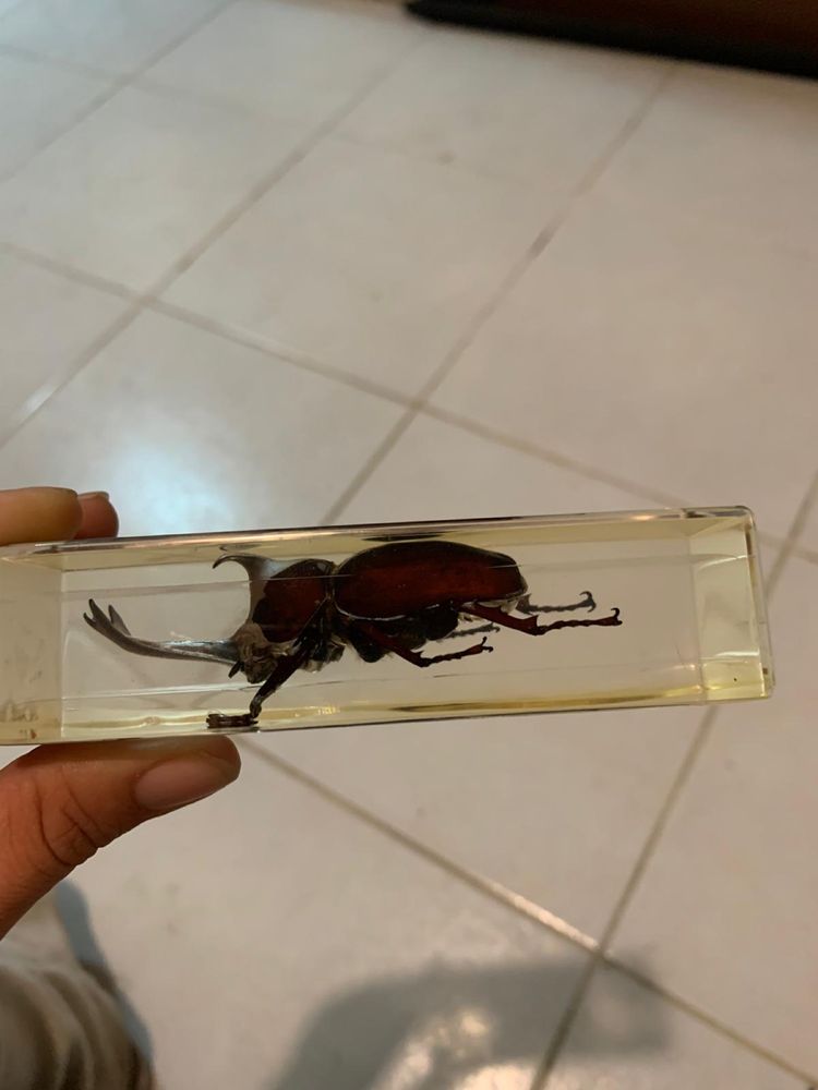 Escaravelho coleção