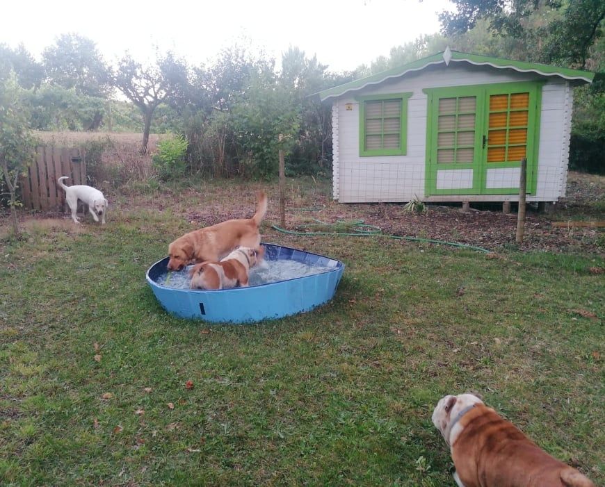 Hotel Canino Quinta dos Patuscos (Coimbra)