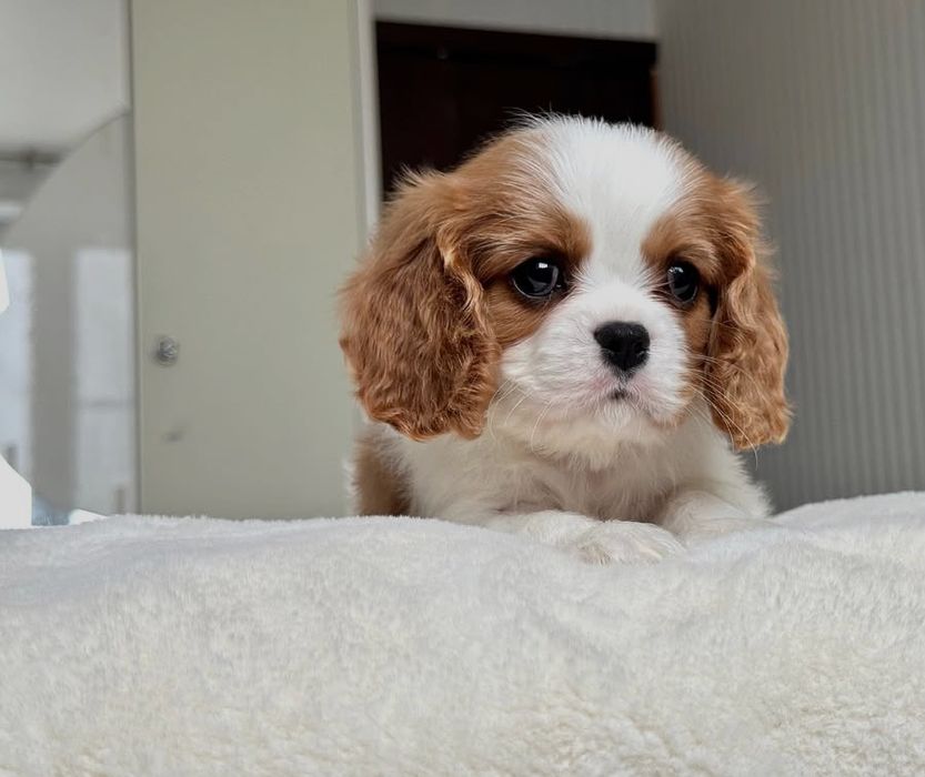 Кавалер Кинг Чарльз спаниель