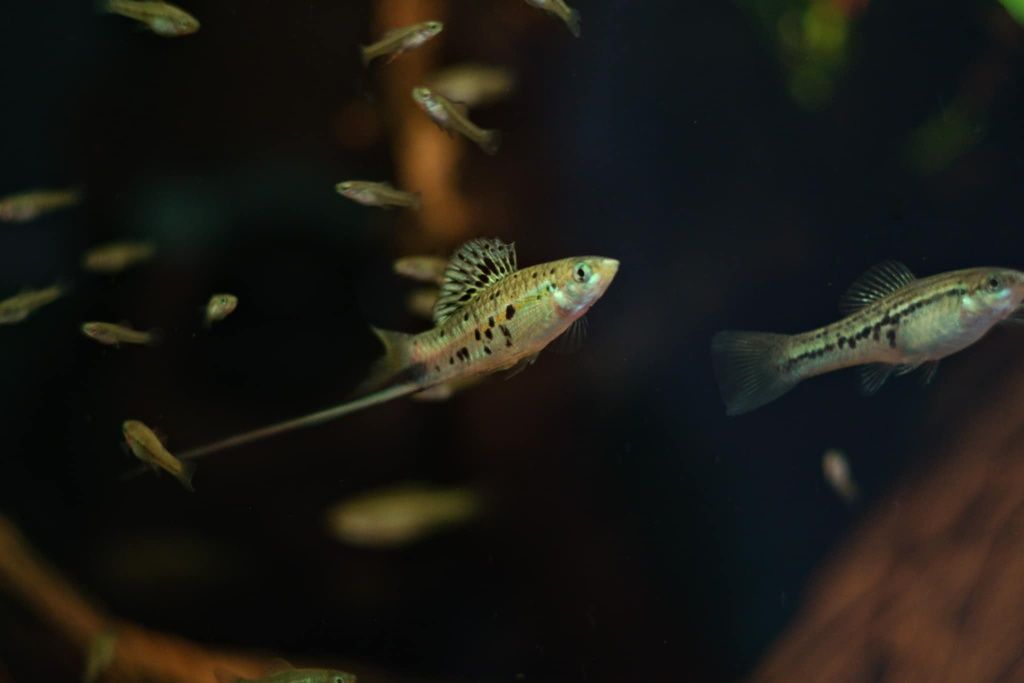 Mieczyk Montezuma