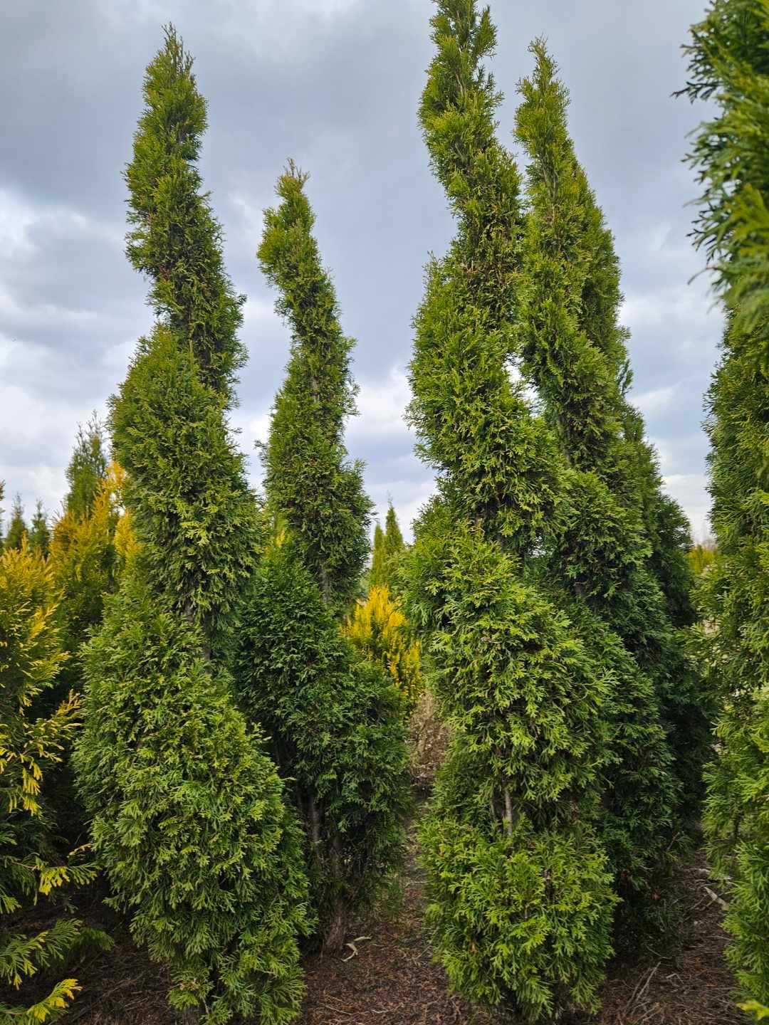 Thuja tuja szmaragd spirala 2-2,5 m