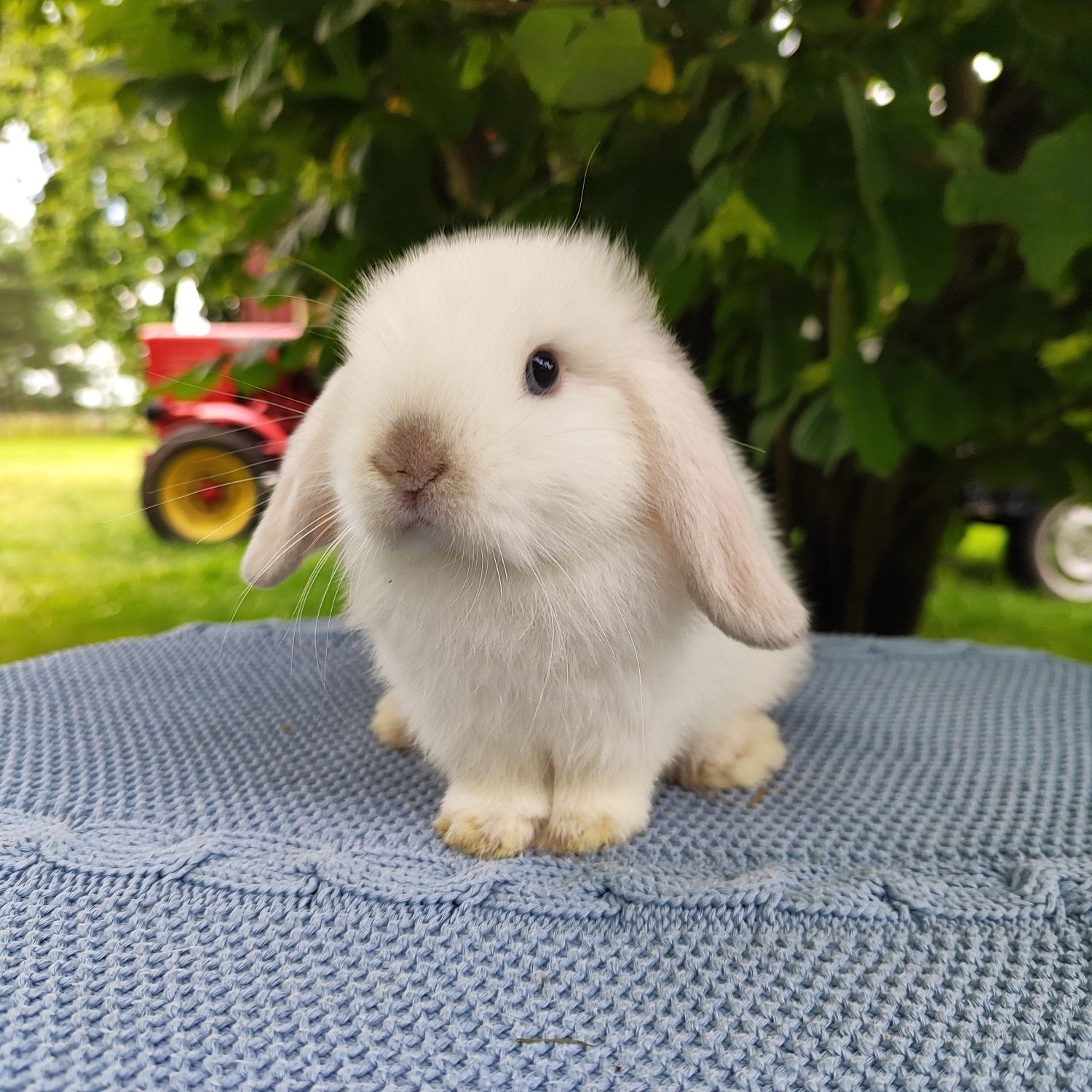 Mini lop rasowy metryka legalna hodowla miniaturka baranek
