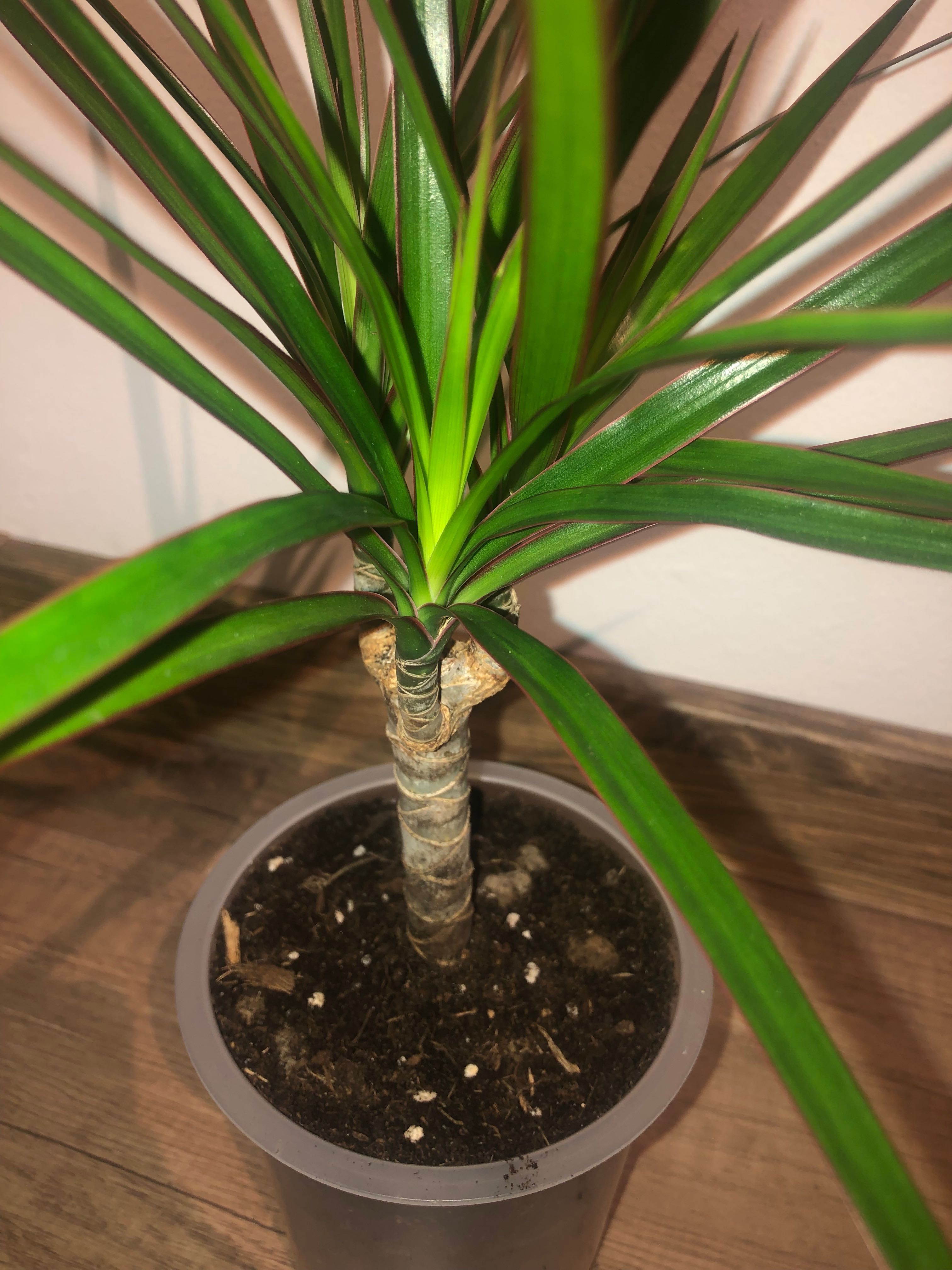 Dracena, kwiat doniczkowy