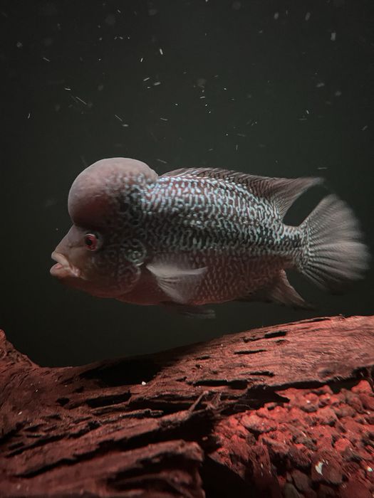 FLOWERHORN KAMFA HIGH