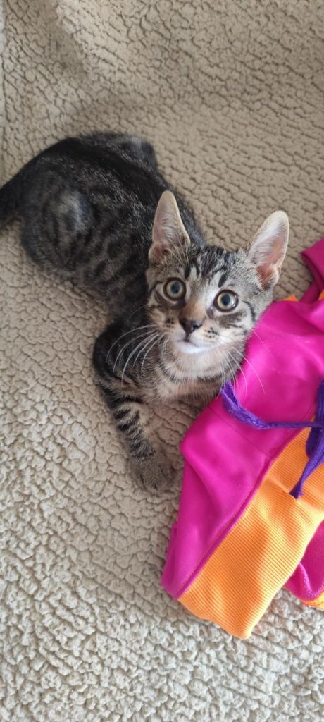 Do pilnej adopcji kocurek kociak Miron