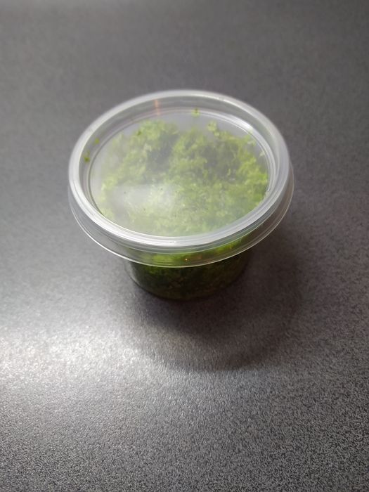 Rzęsa wodna drobna, pokarm dla żółwia