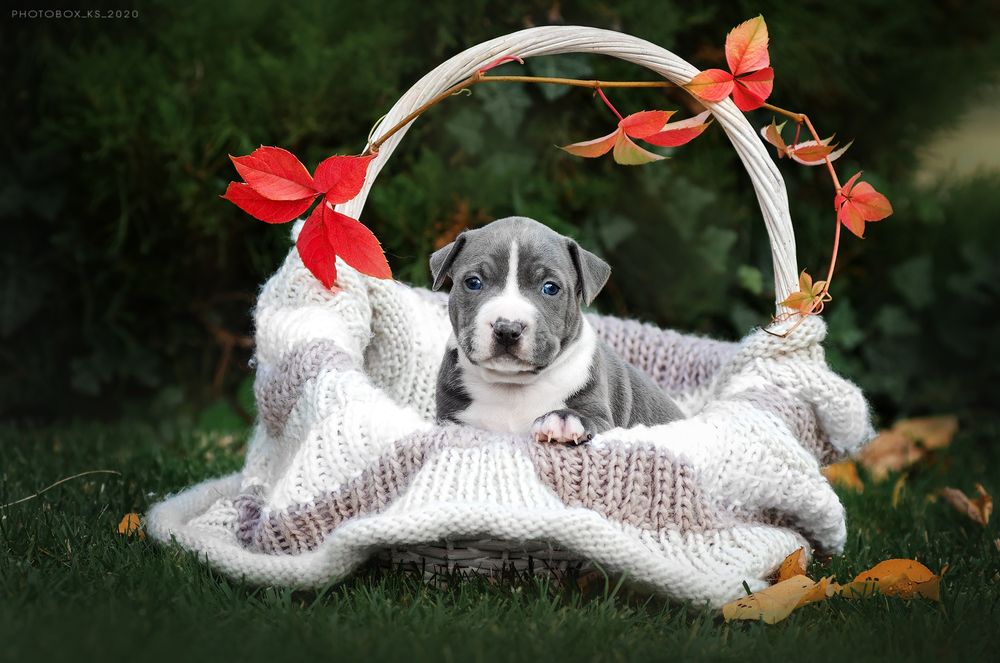 Дві гарнюні цукерочки блакитні дівчинки ..