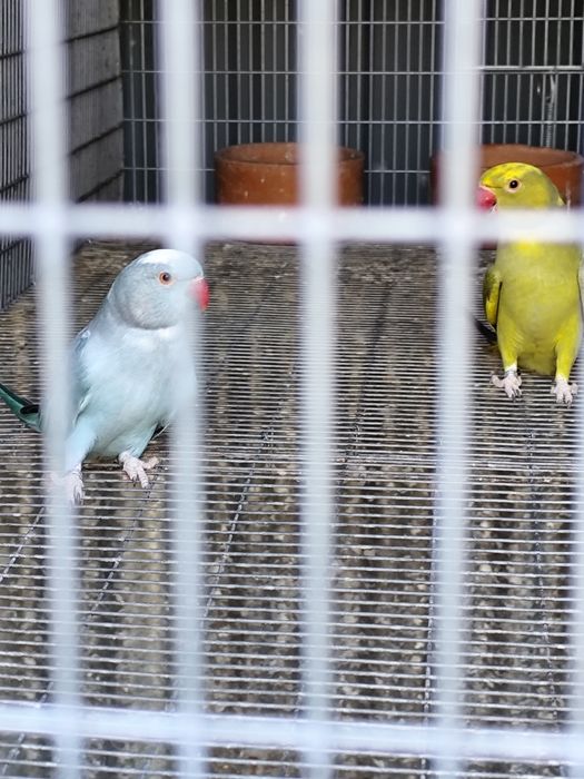 Ring necks adultos