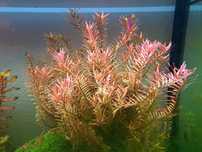 Rotala Rotundifolia 'H'ra' - Planta de Aquário