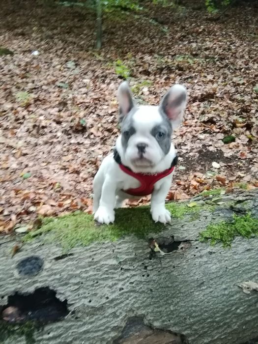 Buldog francuski