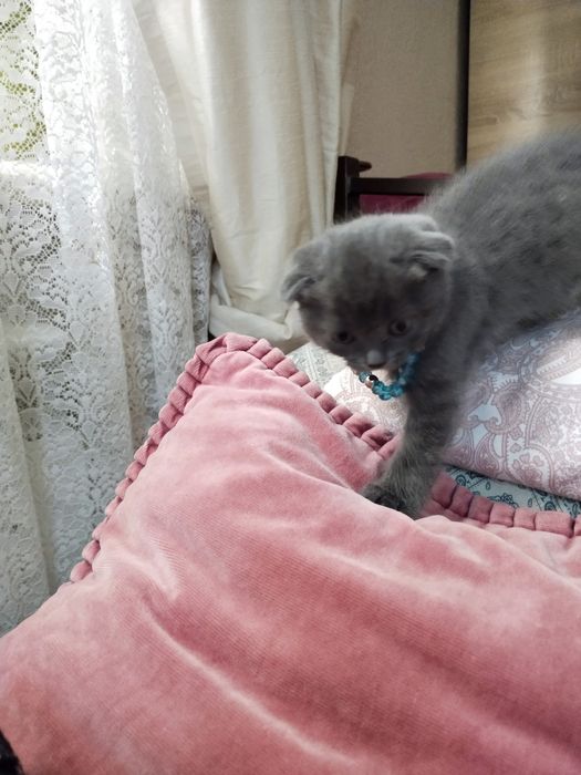 Продам шотландскую кошечку.