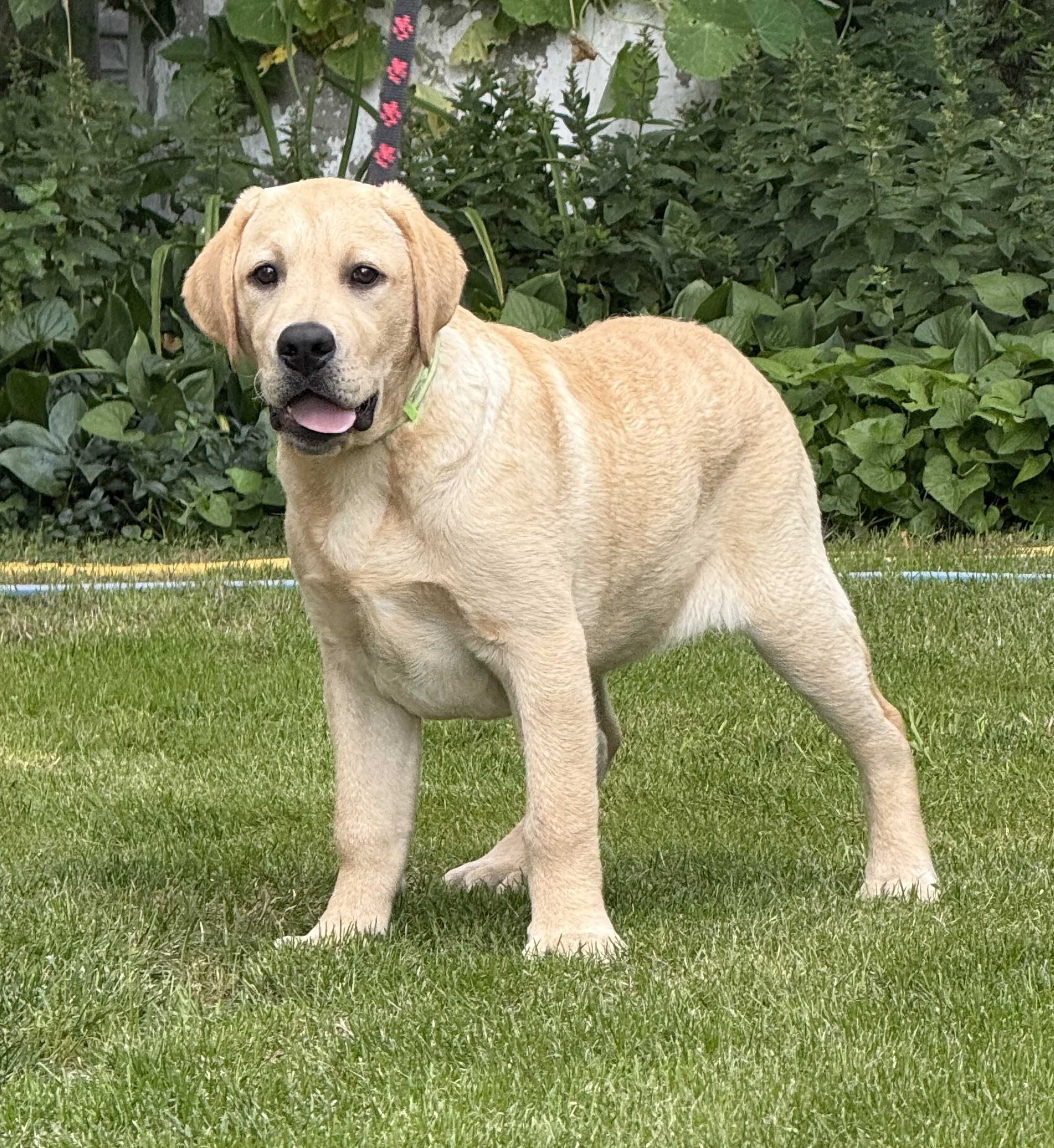 Labrador retriever biszkoptowy pies OWEN Passion Dog