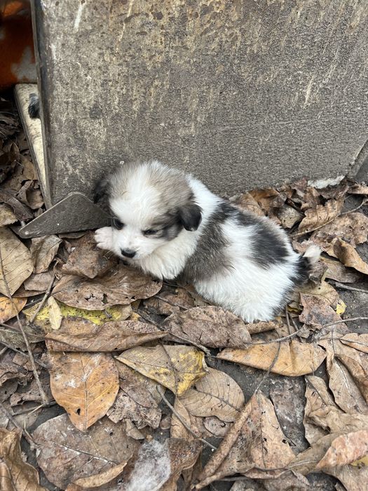 Песики безкоштовно