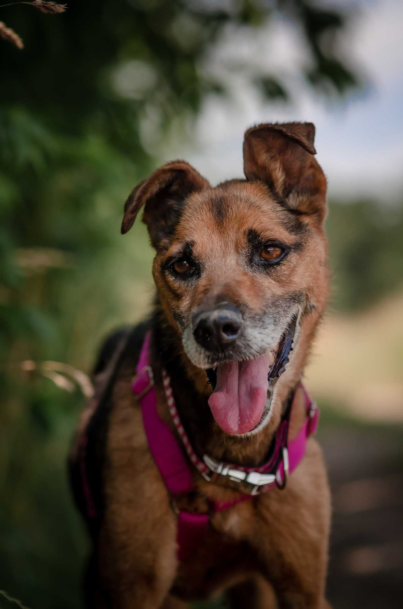 Thor - dzielny psiak szuka spokojnego miejsca na ziemi ADOPCJA