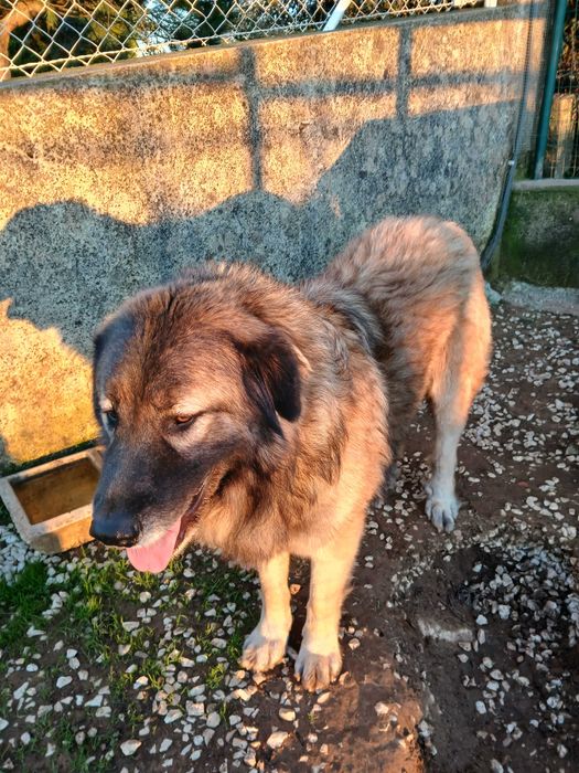 Cão Serra Estrela para Quinta