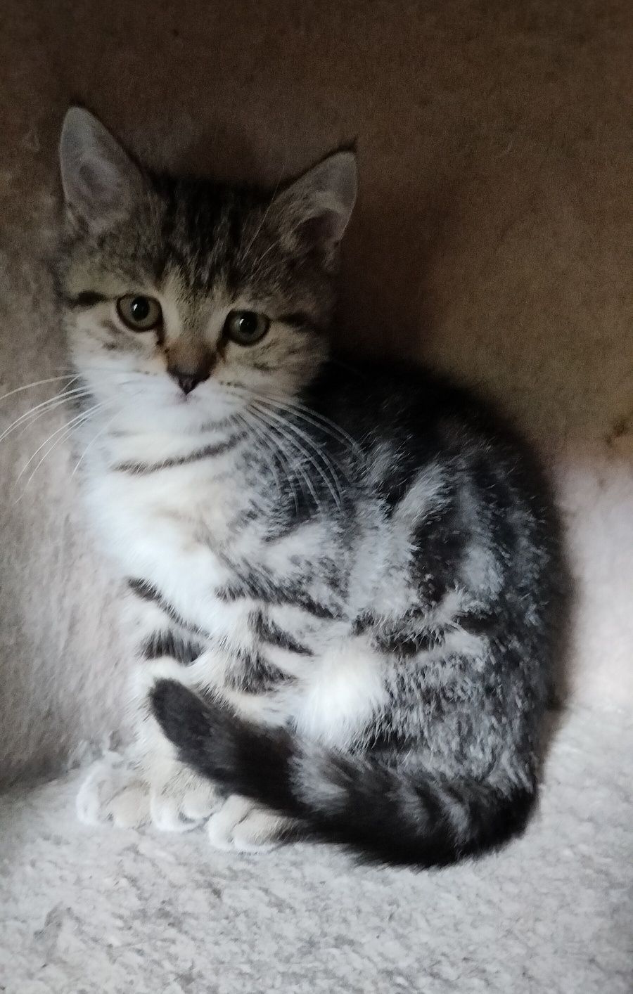 Kocurek brytyjski pręgowany Whiskas kocięta kotek