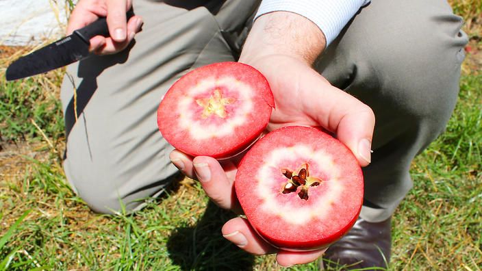 Macieira de maçâ de carne Vermelha - Planta de coleção