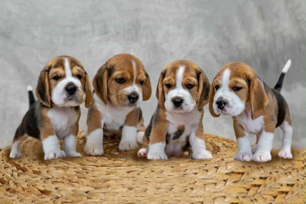 Beagle, ZkwP/FCI po wybitnych rodzicach