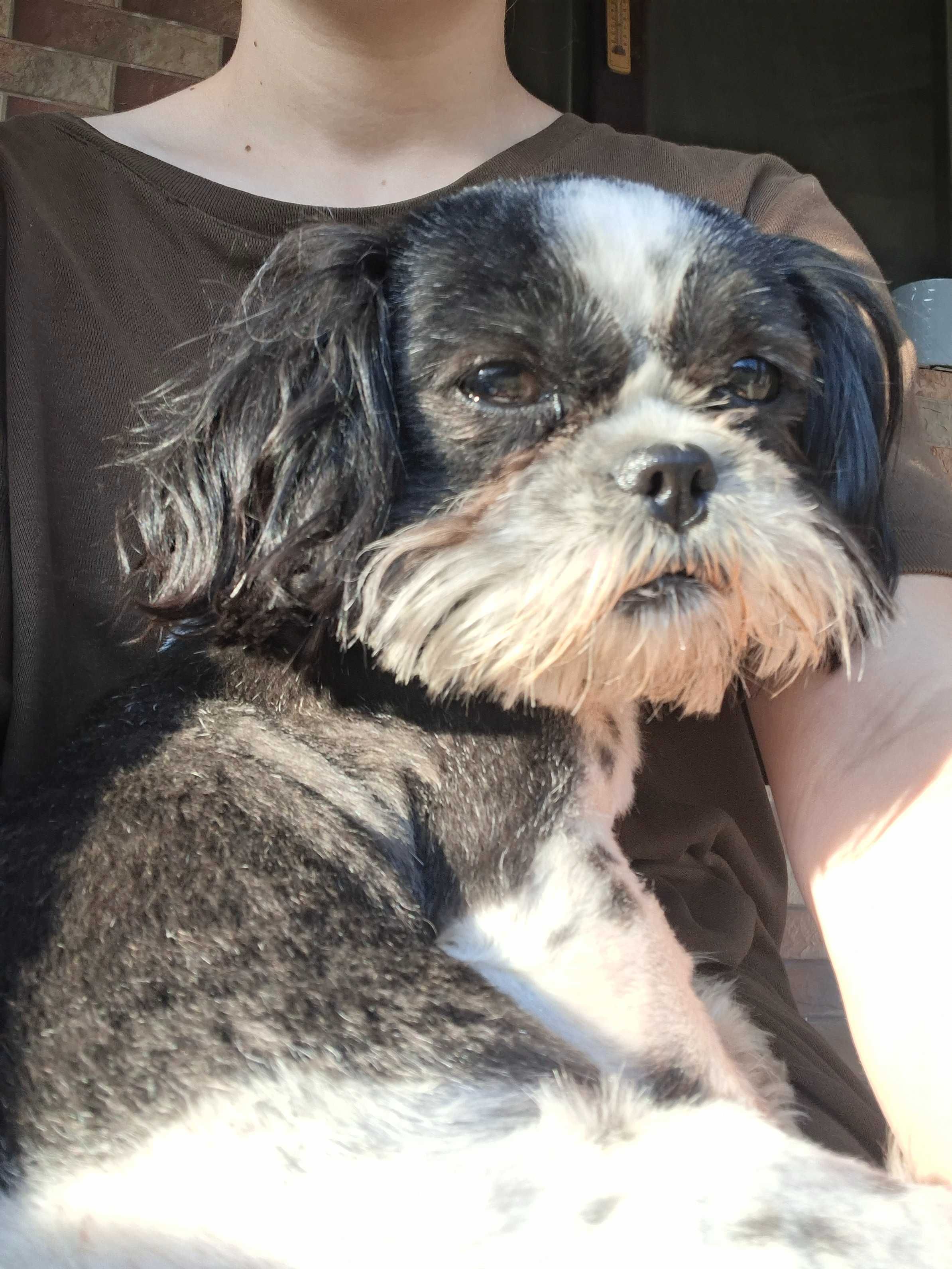Sprzedam rocznego pieska Shih tzu