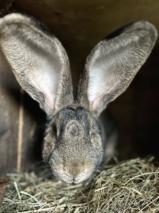 Królik olbrzymi belgijski