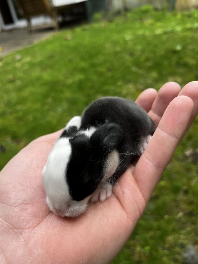 Coelhos MINI LOP bebés
