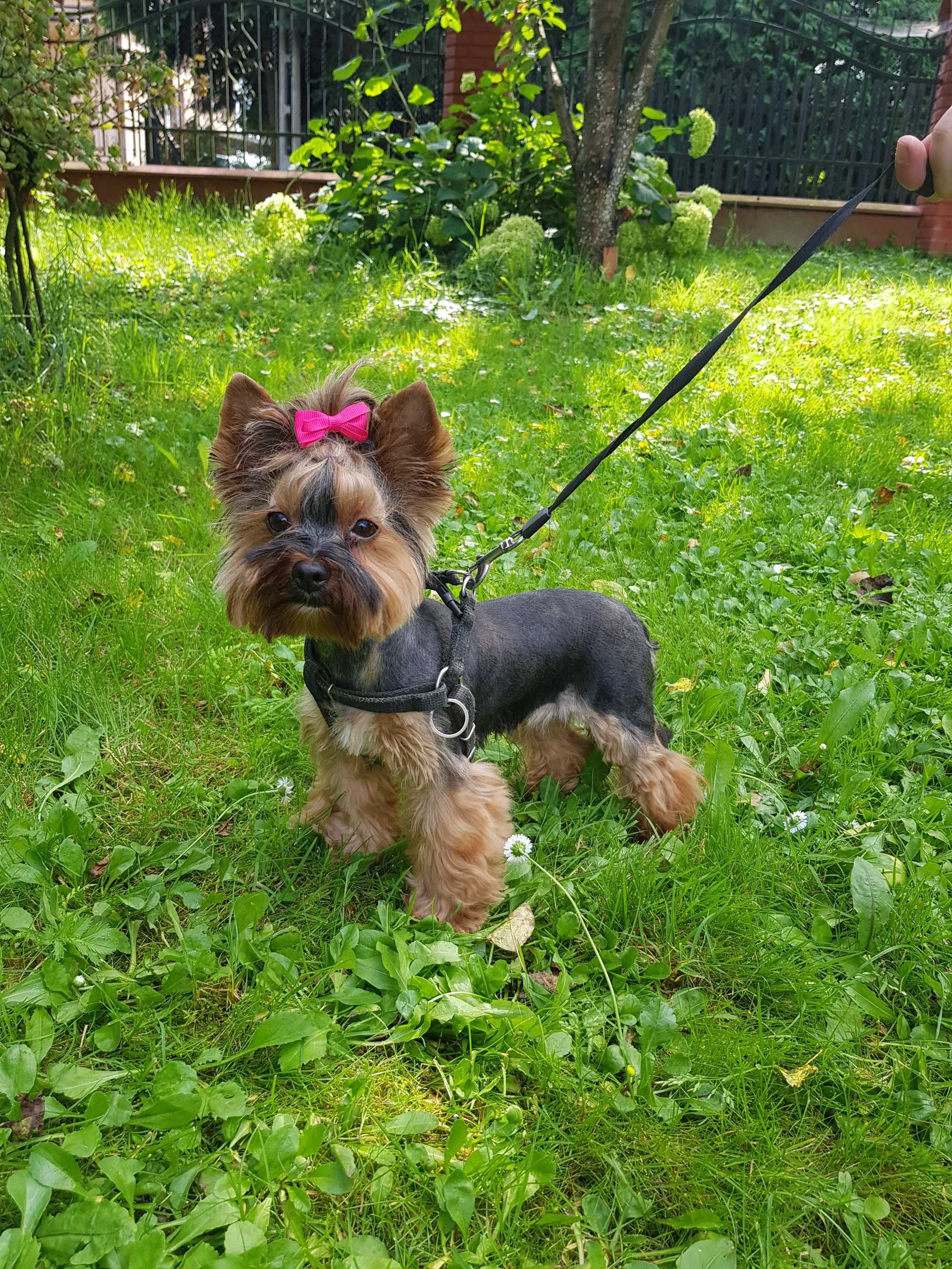 Yorkshire terrier malutka ruda suczka